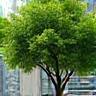 Véhicule de livraison électrique devant un arbre.
